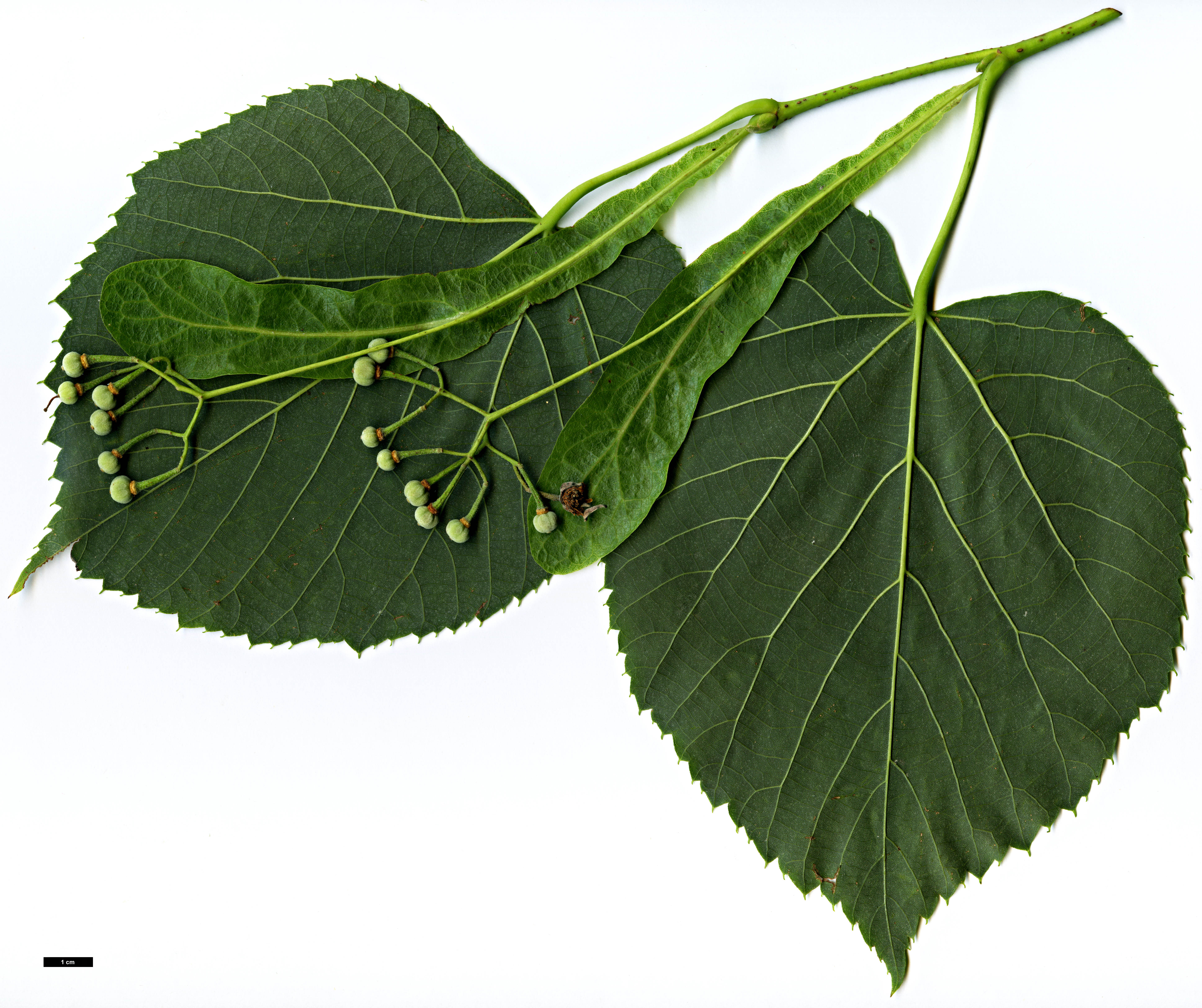 High resolution image: Family: Malvaceae - Genus: Tilia - Taxon: 'Moltkei' (T.americana × T. tomentosa 'Petiolaris')